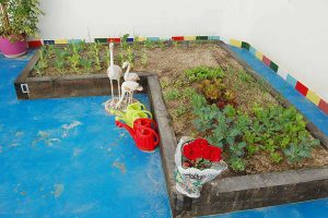 Plantas en el patio de Escuela Infantil Jacky